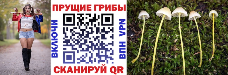 как найти   Елизово  Псилоцибиновые грибы Cubensis 